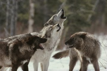wolf pack howling.jpg